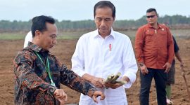 Presiden Jokowi memegang bibit tebu yang akan di tanam (Biro Pers dan Media Presiden RI)
