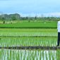 Presiden Joko Widodo saat meninjau simulasi penyebaran pupuk menggunakan drone di Merauke (Biro Pers dan Media Presiden RI)