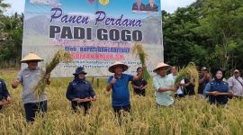 Bupati Sofyan Kaepa melakukan panen perdana padi gogo di kawasan Bungkuko Popiso, Lampa. Program ini untuk meningkatkan ketahanan pangan di Banggai Laut (Foto: Nomo/KabarBenggawi)