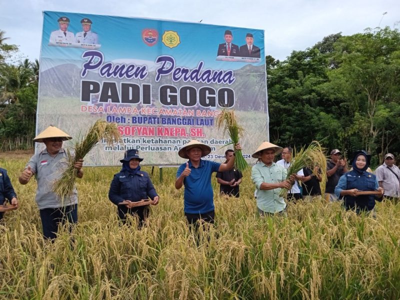 Bupati Sofyan Kaepa melakukan panen perdana padi gogo di kawasan Bungkuko Popiso, Lampa. Program ini untuk meningkatkan ketahanan pangan di Banggai Laut (Foto: Nomo/KabarBenggawi)