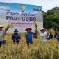 Bupati Sofyan Kaepa melakukan panen perdana padi gogo di kawasan Bungkuko Popiso, Lampa. Program ini untuk meningkatkan ketahanan pangan di Banggai Laut (Foto: Nomo/KabarBenggawi)