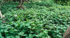 Nilam (Pogostemon cablin Benth) tanaman semak tropis dikenal karena menghasilkan minyak atsiri yang disebut minyak nilam atau patchouli oil telah siap dipanen di Desa Tinangkung, Kec. Tinangkung Selatan [Foto:Rahman/KabarBenggawi]