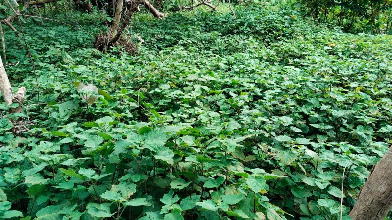 Nilam (Pogostemon cablin Benth) tanaman semak tropis dikenal karena menghasilkan minyak atsiri yang disebut minyak nilam atau patchouli oil telah siap dipanen di Desa Tinangkung, Kec. Tinangkung Selatan [Foto:Rahman/KabarBenggawi]